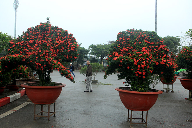 Chiêm ngưỡng 2 cặp kiểng khủng hình linh vật vừa về đến Hà Nội